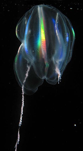 The right lower portion of the body of this comb jelly was injured and is regenerating (Credit: Kevin Raskoff/NOAA)