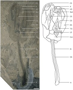 Siphusauctum gregarium (Credit: Burgess Shale )