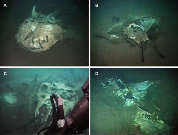 Shark Graveyard