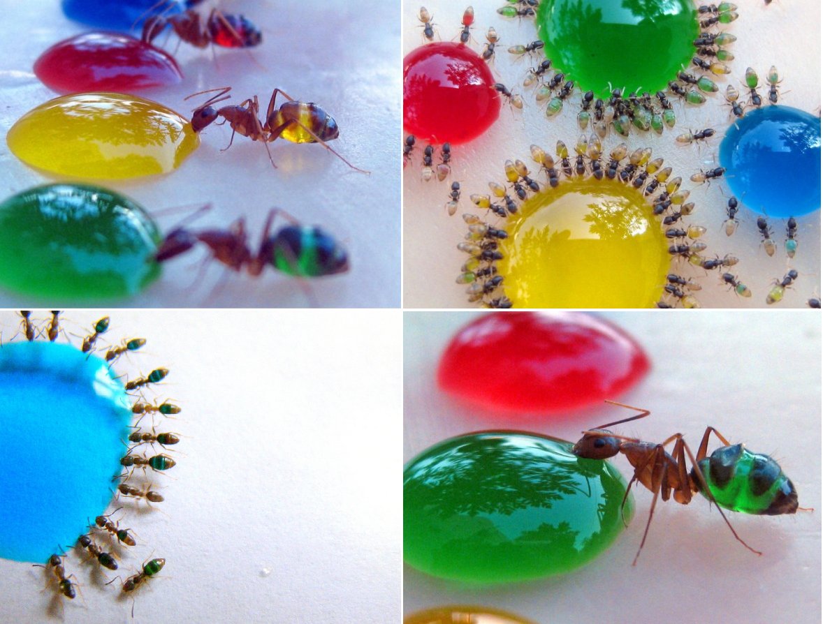 Colorful Ants
