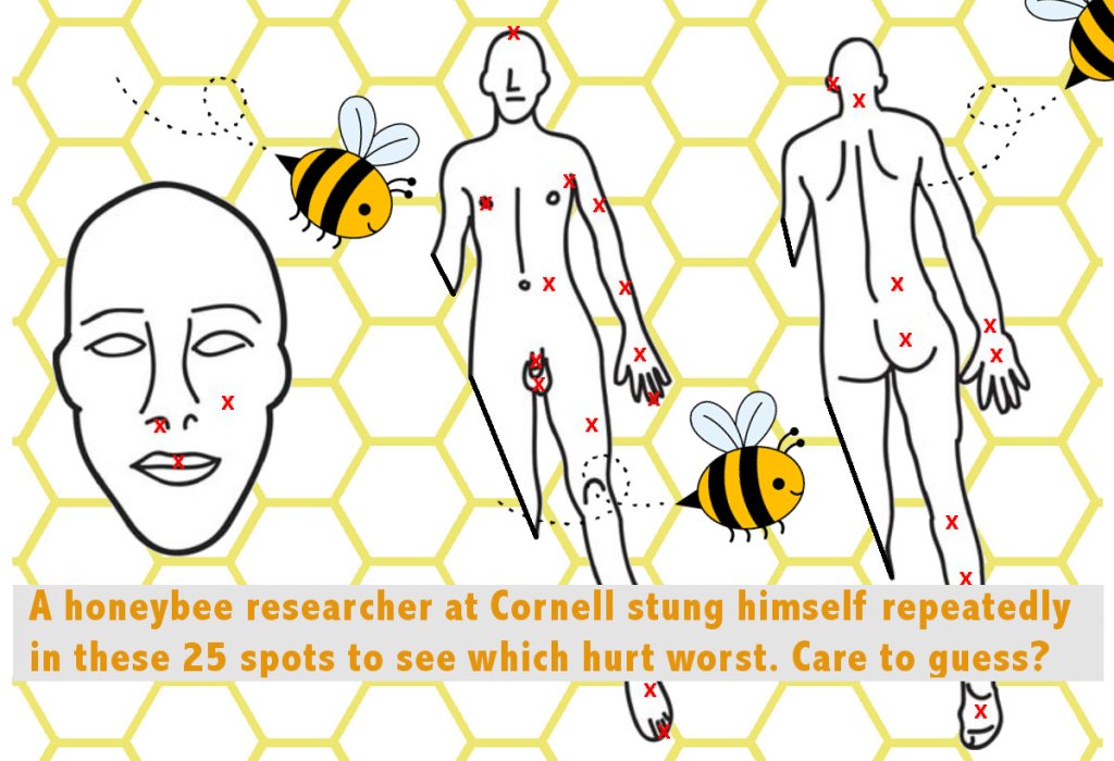 Adapted from Figure 1 of Smith ML. (2014) Honey bee sting pain index by body location. PeerJ 2:e338