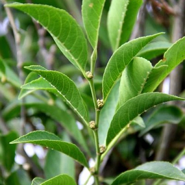 Rinorea niccolifera via Image: Dr Edwino S Fernando