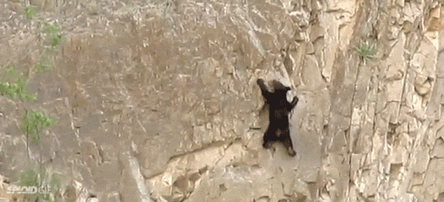 rock climb bear