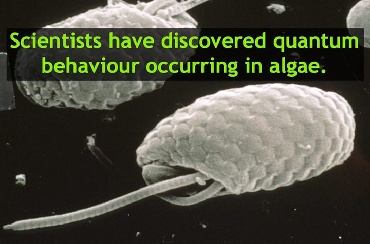 Image Credit: CSIRO Text added by Sciencealert