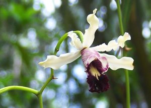 Banana_orchid_botanical_gardens