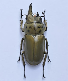 Image via Colorado Museum of Natural History