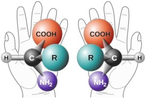 An example of a left handed and a right handed amino acid.