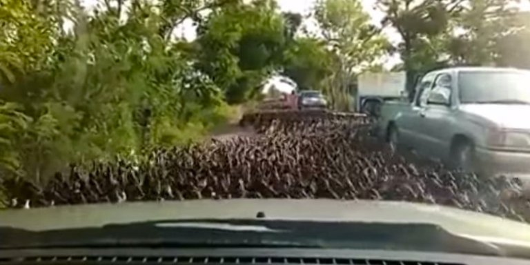Amazing Video Captures Duck Stampede