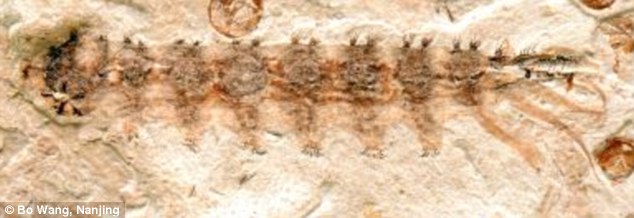 Image of the fossil via Yang Dinghua, Nanjing