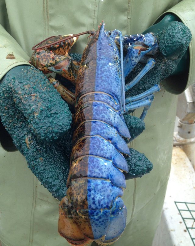 half blue lobster