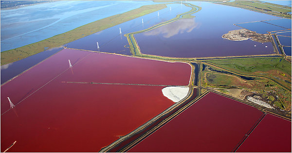 Halophile colors basin via WikiMedia