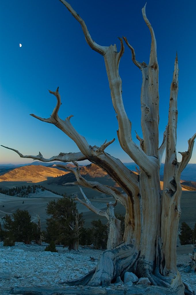 Bristlecone Pine via USDA