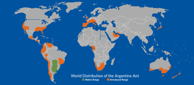 Argentinian ant distribution. Image via calacademy.org