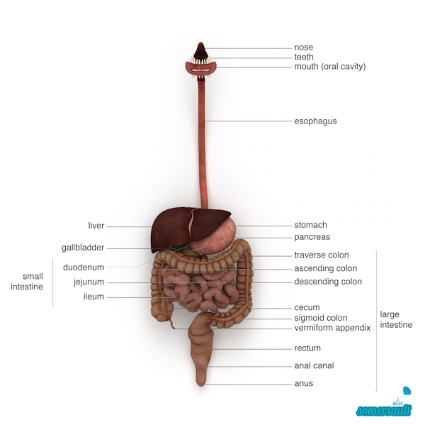 Image of  human digestive system via Gumroad