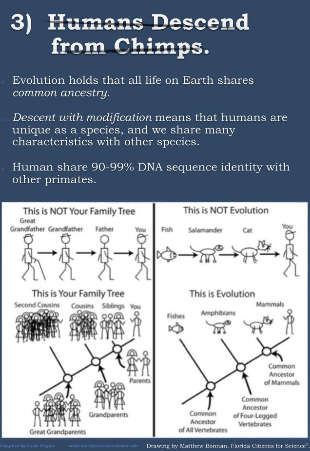 evolution misconceptions theory 3