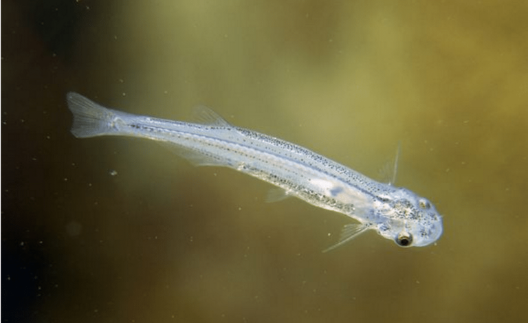 Fact or Fiction? The Urethra Invading Candiru Fish