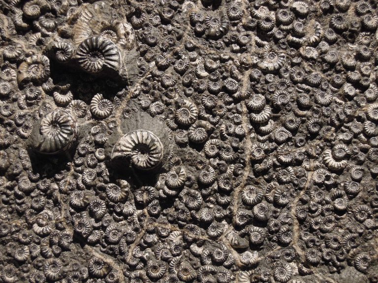 Three Pieces of Evidence That Prove Evolution is a Fact