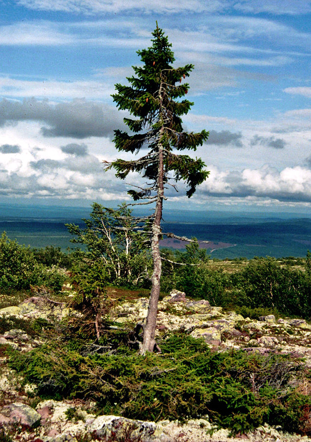 Old tjikko. The oldest individual tree. Image by Karl Brodowsky
