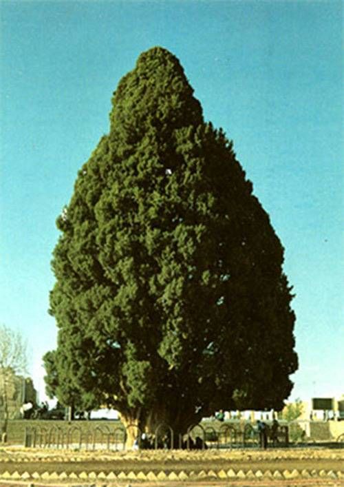 oldest tree