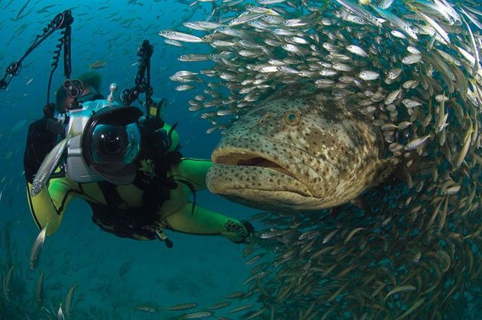 Goliath Grouper shown next to a human cameraman, for size comparison (source).