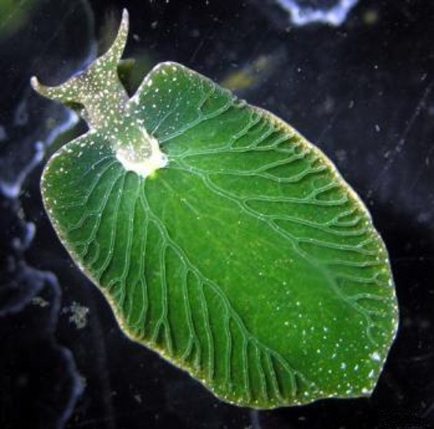 Sea Slug