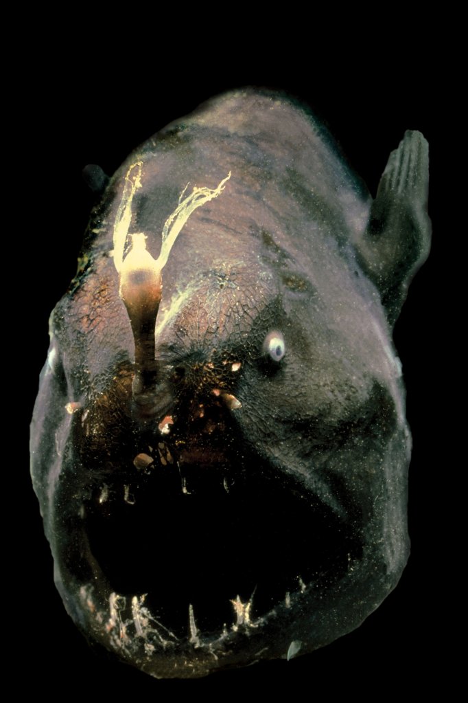 The anglerfish