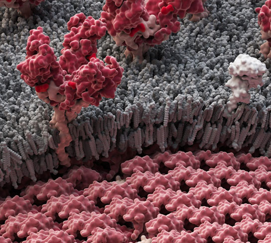 Image via Visual Science