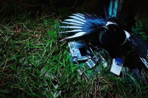 Magpie nesting in a bunch of shiny objects. Via source.