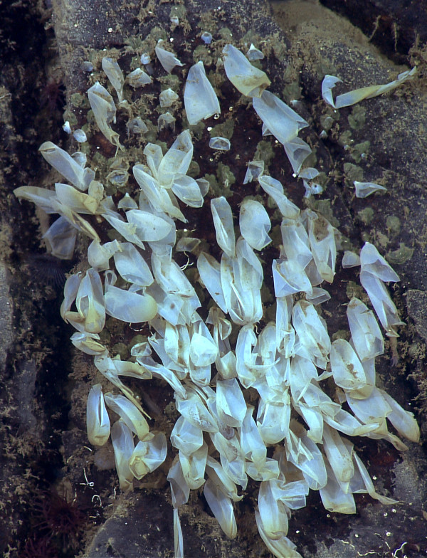 Remainders of the octopuses’ eggs are still attached to the rock after the young hatched. Photograph by MBARI