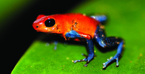Poison dart frog. Via The Nature Conservancy/Sergio Pucci