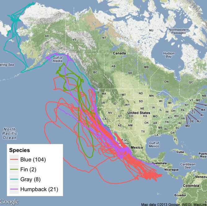 Plot of four different whale species along the US west coast. Via Bruce Mate/Oregon State University