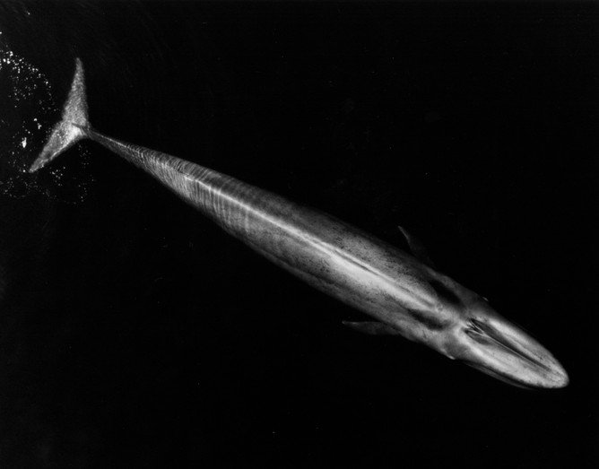 Even a blue whale is no match for a speeding ship weighing tens of thousands of tonnes. Image via NOAA Fisheries