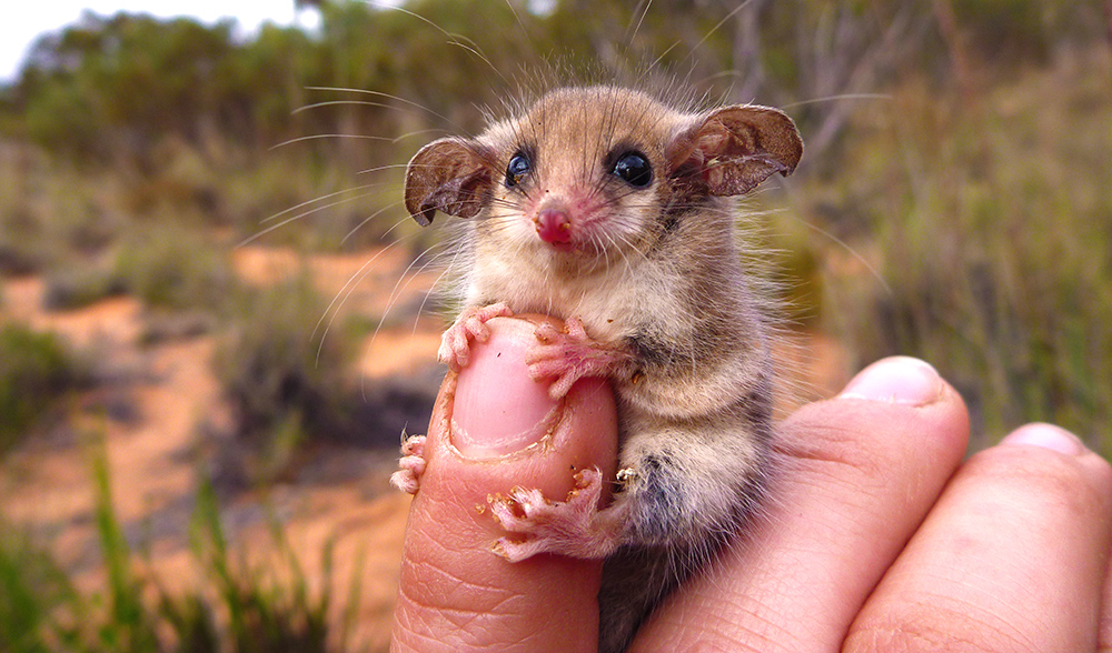 A face anyone could love: the western pygmy possum. (Credit: Amanda McLean)