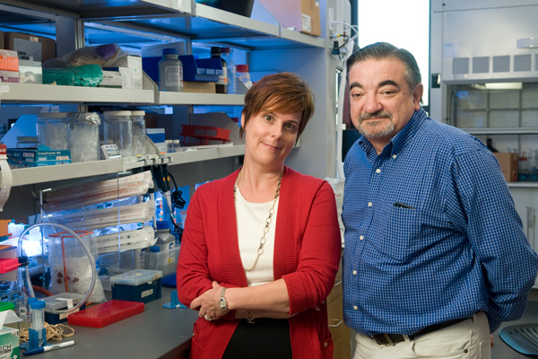 Jennifer Cochran and Amato Giaccia are members of a team of researchers who have developed an experimental therapy to treat metastatic cancer. Image credit: Stanford