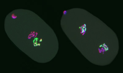 Images of C. elegans embryos show inheritance and transmission of an epigenetic mark. The 1-cell embryo (left) shows the mark (green) inherited on sperm chromosomes but not on the oocyte chromosomes (pink) from a mutant mother lacking the methylation enzyme PRC2. The 2-cell embryo (right) shows transmission of the mark on the sperm-derived chromosomes in each daughter nucleus. (Photos by Laura J. Gaydos)