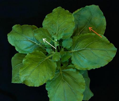 Nicotiana benthamiana plants inoculated with the ancient viral DNA displayed evidence of infection including replication of viral DNA in inoculated leaves (orange arrow) and newly emerging leaves (white arrow). Credit: Li-Fang Chen