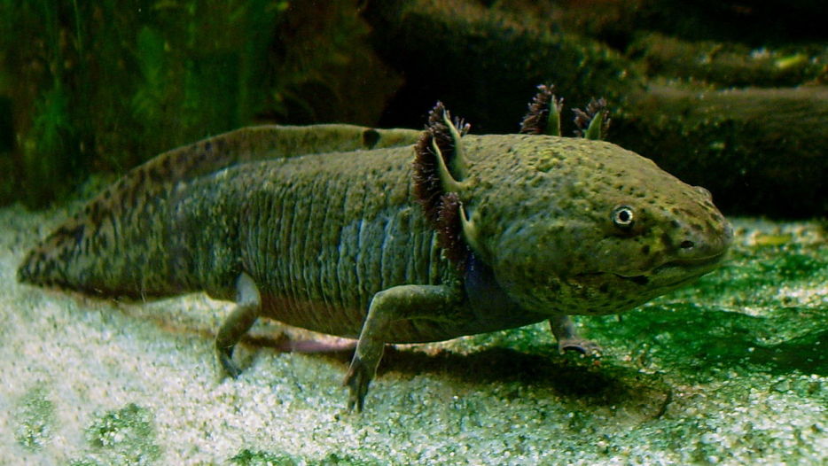 Axolotl. Image credit: LoKiLeCh/WikiMedia
