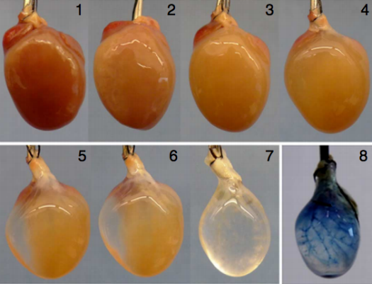 Decellularized Mouse Heart. Image Credit: Lu et. al