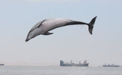 Bottlenose Dolphins Use Specific Whistles As Names