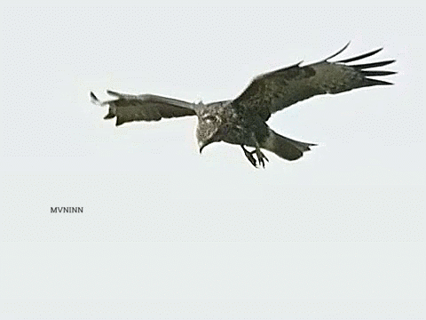 Aerial Dexterity of Birds (GIF)