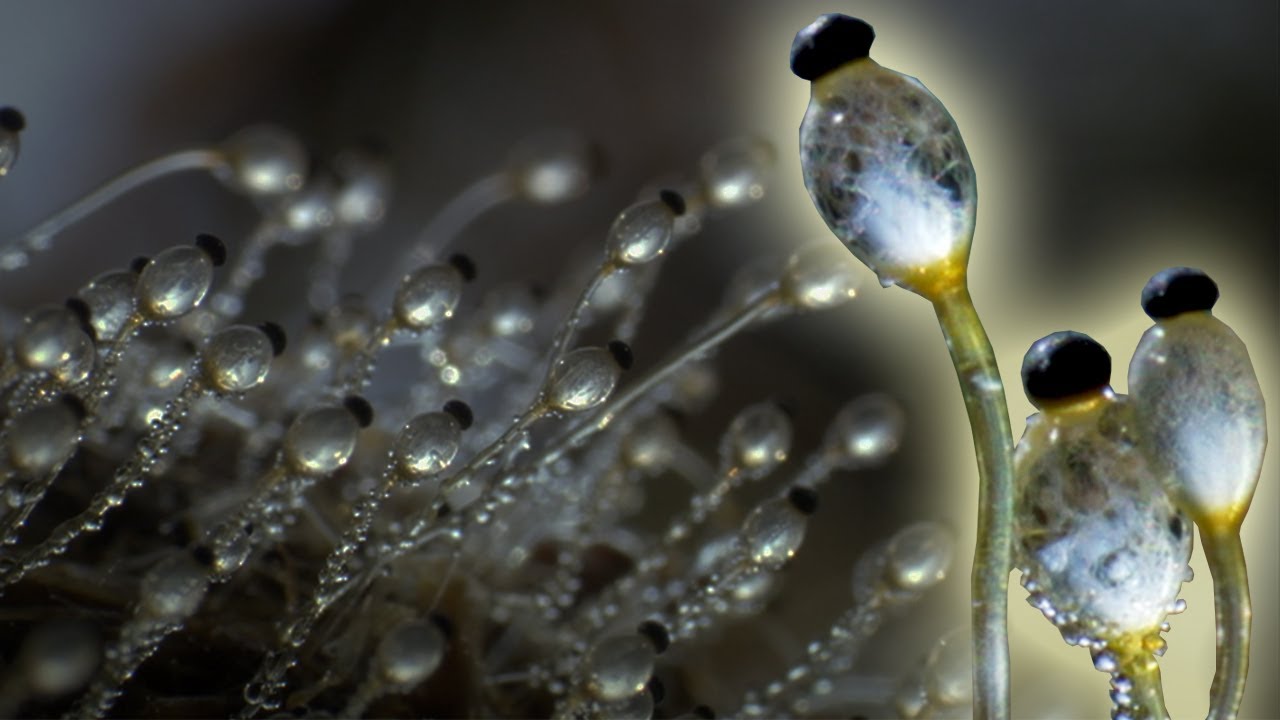 Pilobolus crystallinus (Credit: Earth Unplugged)