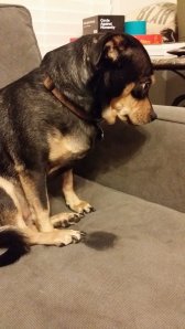My dog, Guinness, Looking ashamed when I caught him licking the couch. Credit: Jolene Creighton