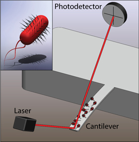Illustration of Cantilever-based Detection of Bacterial Motion (Credit: L. Li and C. Lissandrello/Boston University)