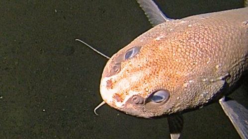 A rattail found at around 6000 m; the fish is approximately 60-70 cm.  Photo taken by the Hadal Lander.