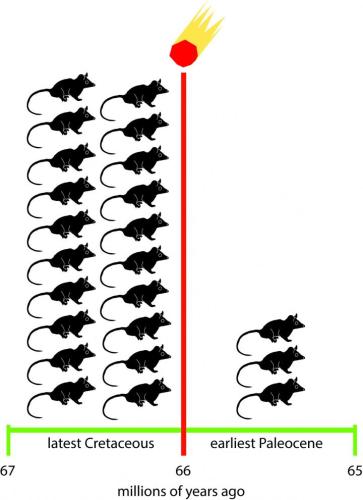 This diagram is showing how severely metatherian mammals were affected when an asteroid hit Earth at the end of the Cretaceous, 66 million years ago. In North America, the number of metatherian species dropped from twenty species within the last million years of the Cretaceous Period, to just three species in the first million years of the Paleogene Period. (Credit: Dr Thomas Williamson)