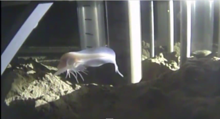Deepest known fish