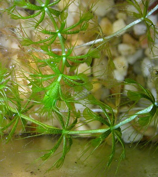 Aldrovanda vesiculosa habitus. Author: Jan Wieneke 