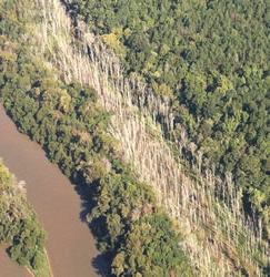 A stand of dead ash trees. Image via NCFS