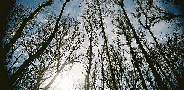 ash tree
