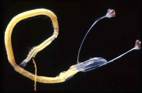 black dragon fish larva